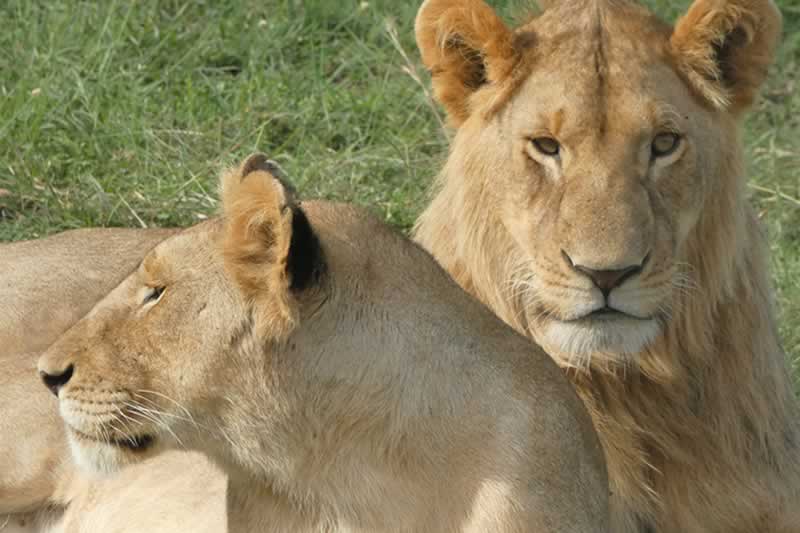 Lions in Masai Mara National Reserve Kenya